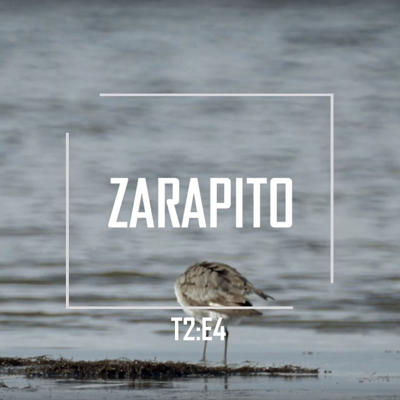 Zarapito