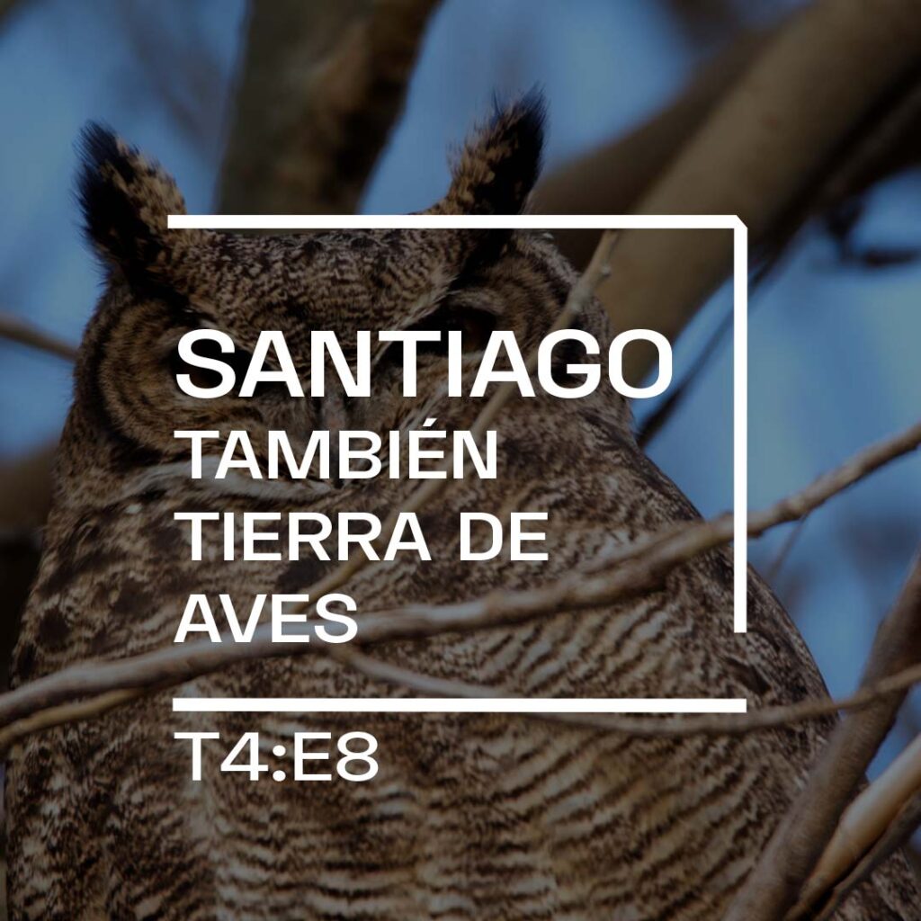 Santiago, también tierra de aves